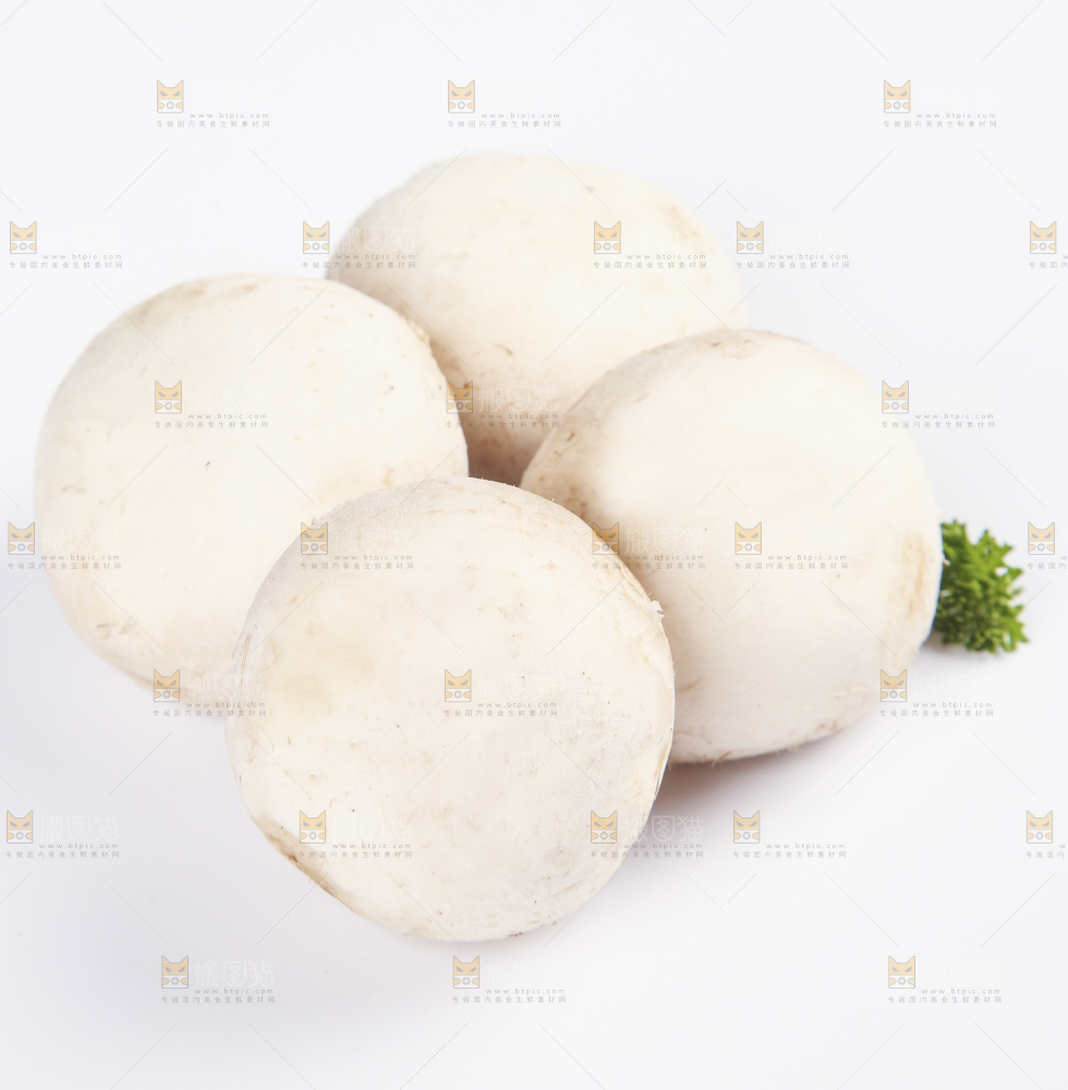白底上的口蘑