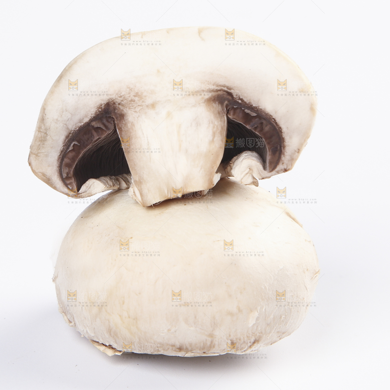白底上的口蘑
