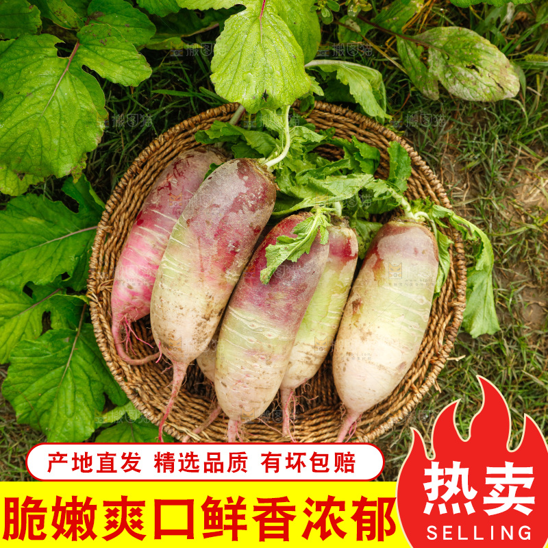 手里拿着冰淇淋萝卜