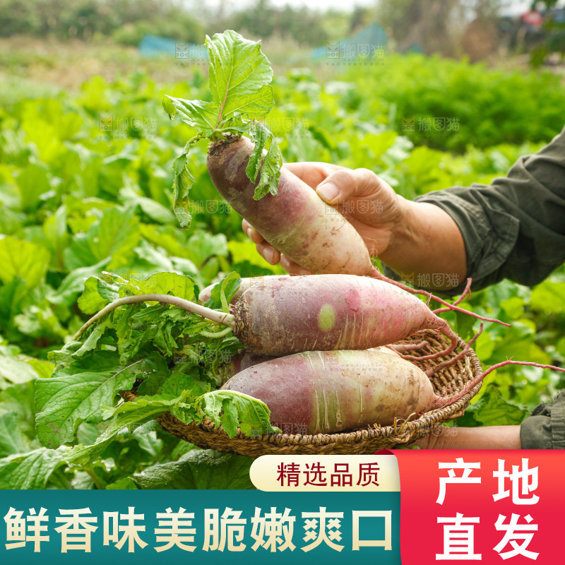 手里拿着冰淇淋萝卜