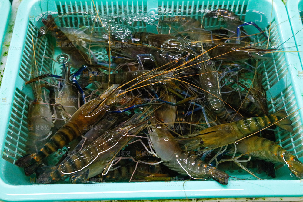 海鲜市场罗氏虾