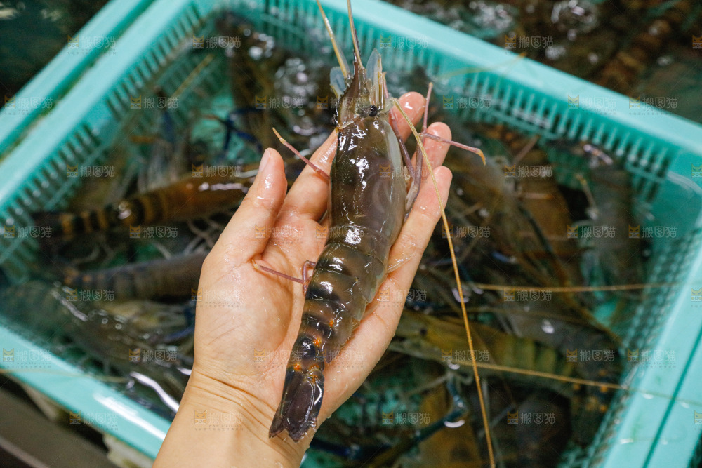 海鲜市场罗氏虾