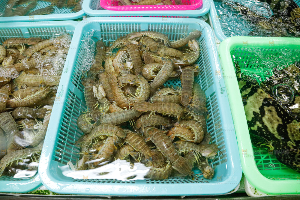 皮皮虾海鲜 海产品