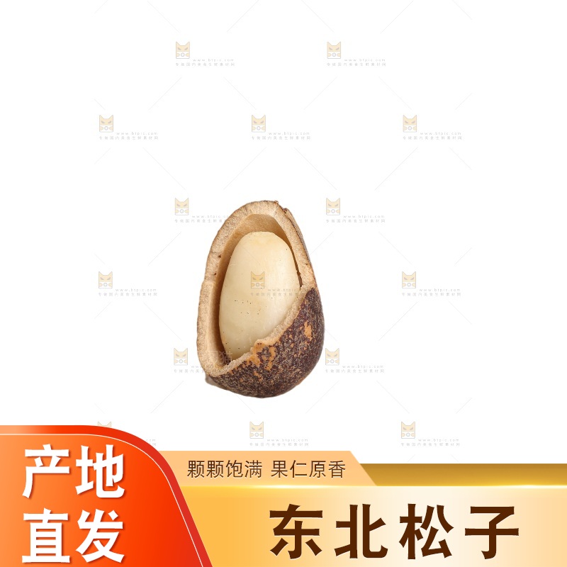 白底上的新鲜松子