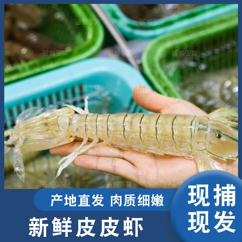 皮皮虾水产
