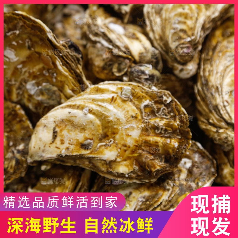海鲜市场鲜活生蚝