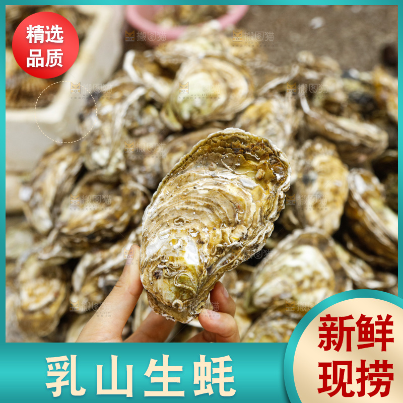 海鲜市场鲜活生蚝