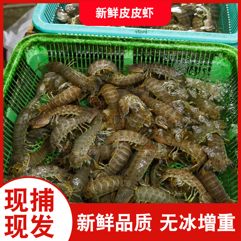 皮皮虾水产