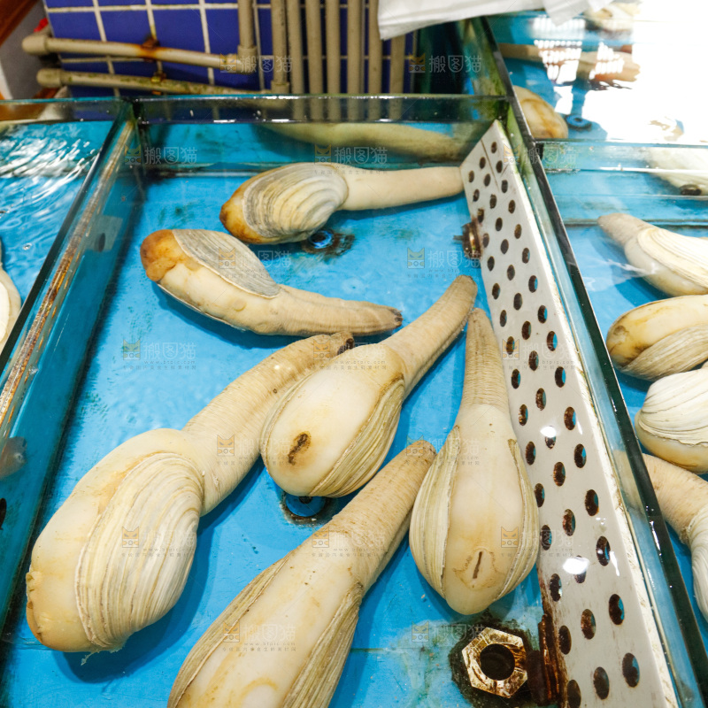 海鲜市场象牙蚌
