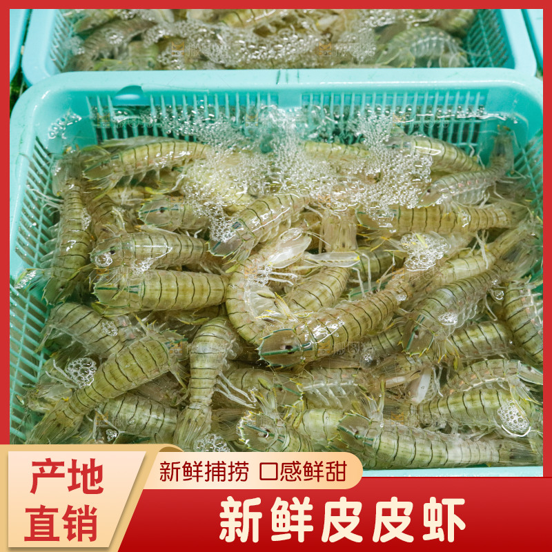 皮皮虾海鲜 海产品