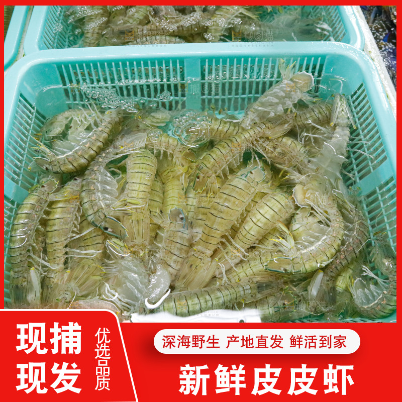 皮皮虾海鲜 海产品