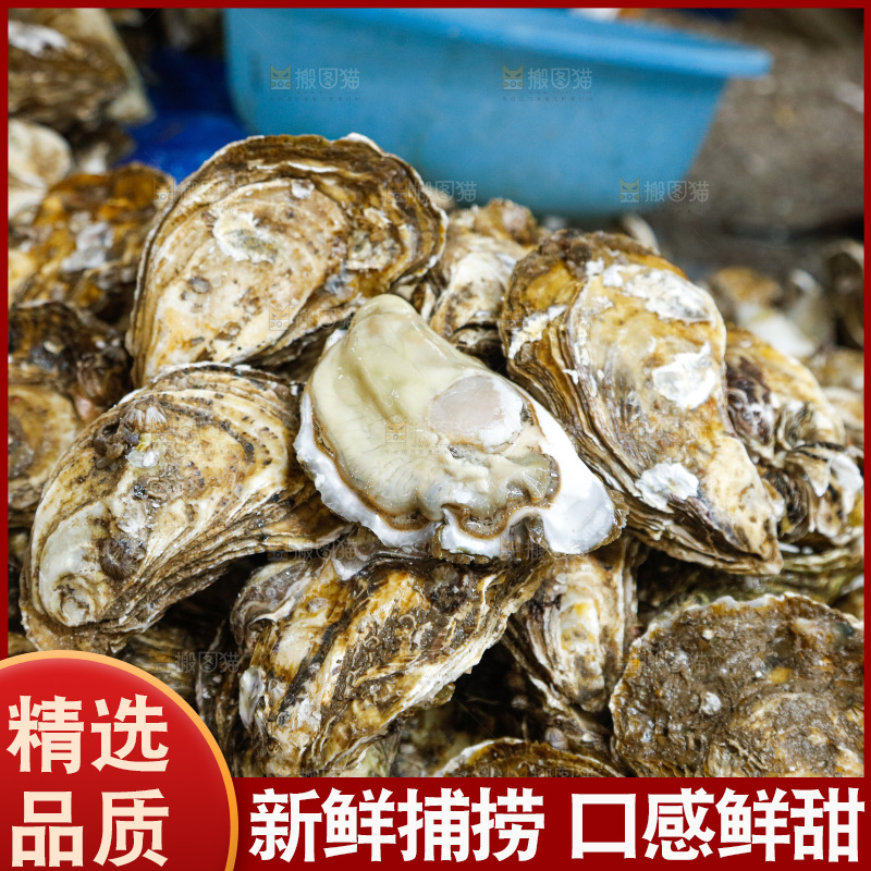 海鲜市场鲜活生蚝