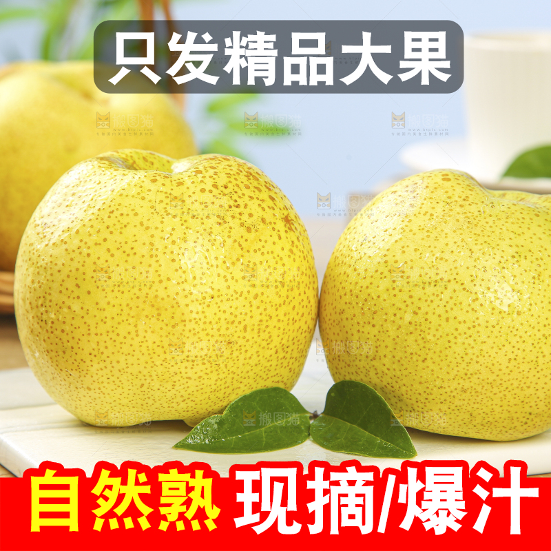 浅底上的砀山梨