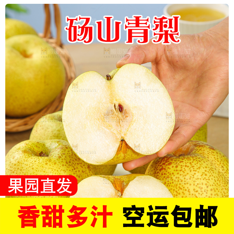 浅底上的砀山梨