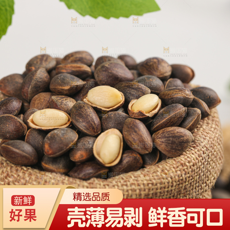 浅底上的新鲜松子