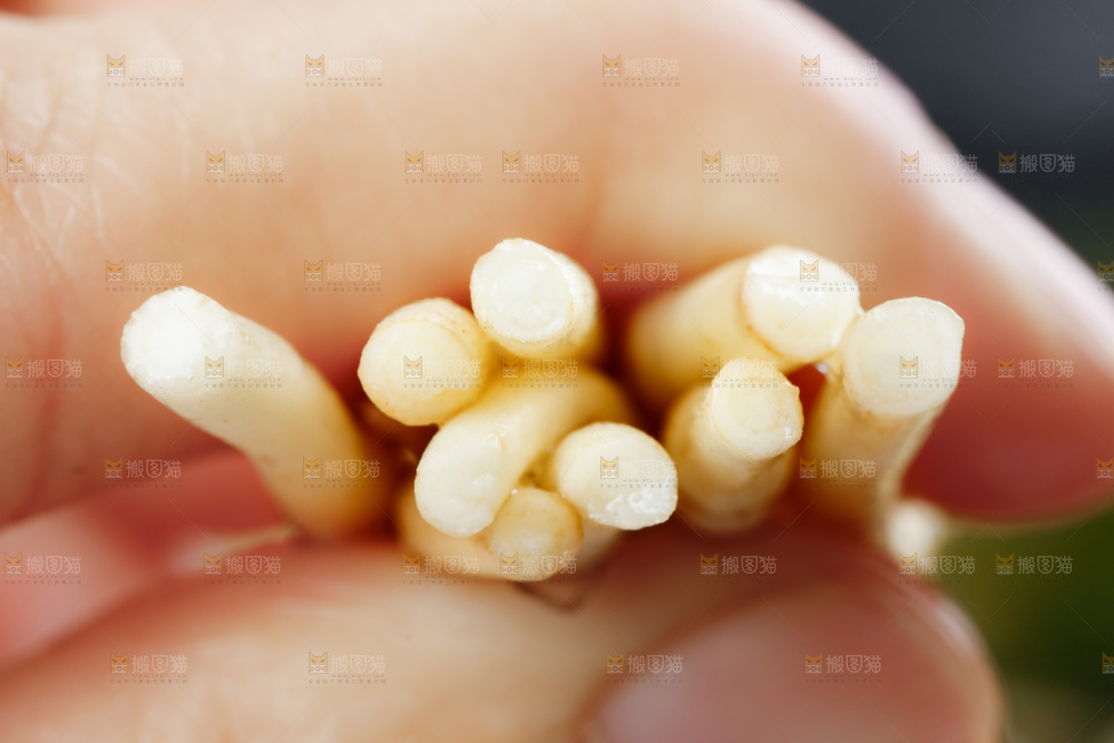深底上的折耳根