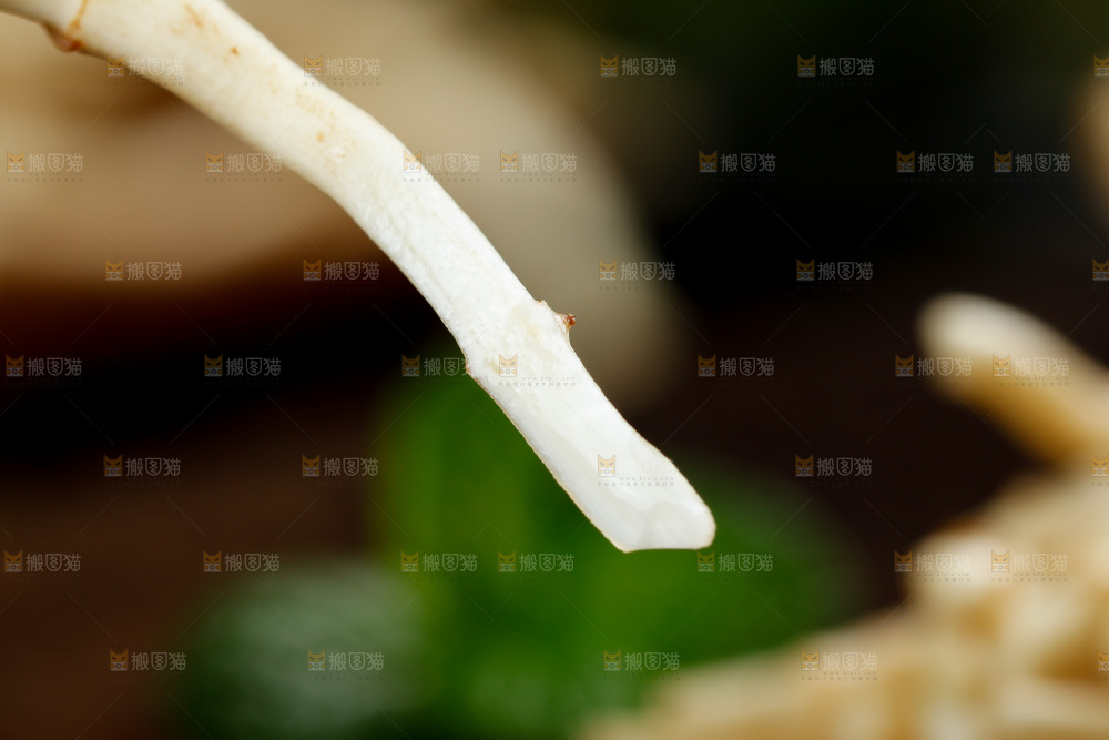深底上的折耳根
