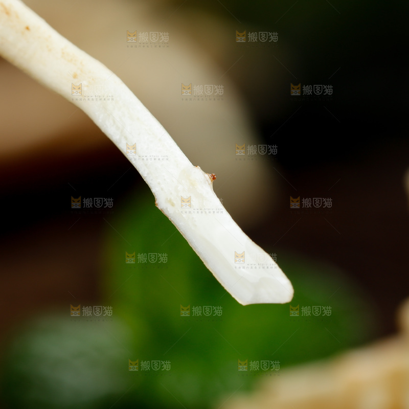 深底上的折耳根