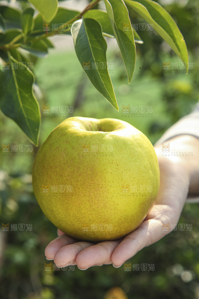 礼盒里的玉露香梨