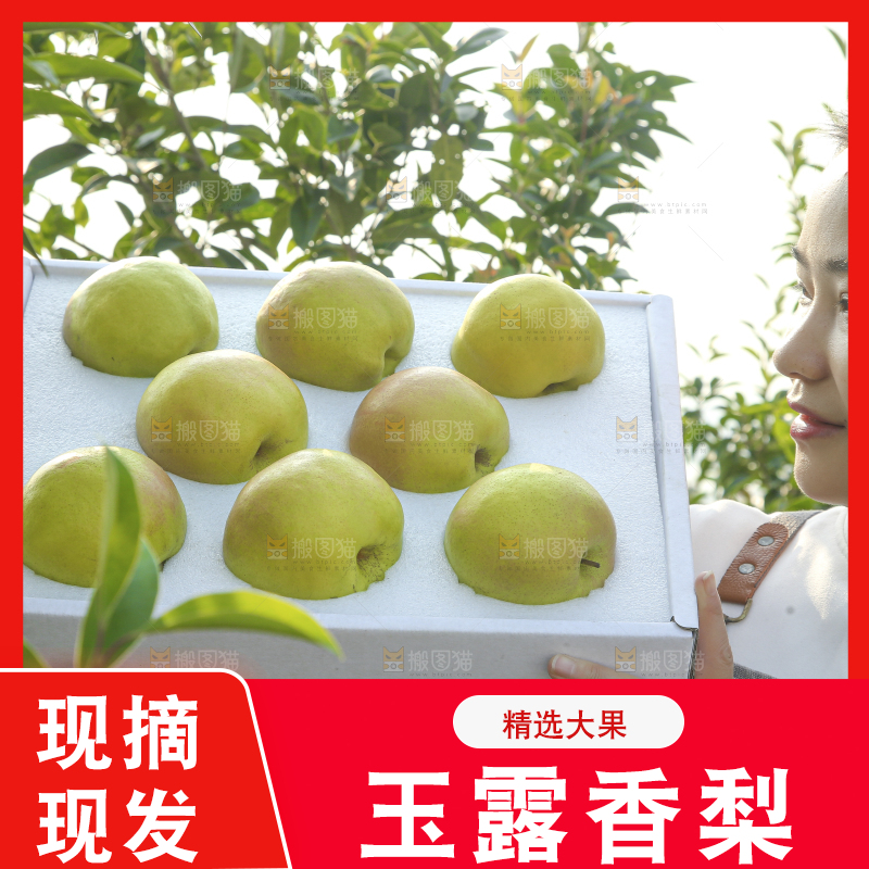 礼盒里的玉露香梨