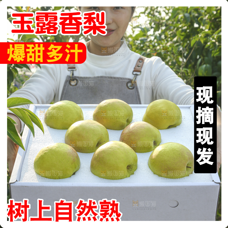 礼盒里的玉露香梨