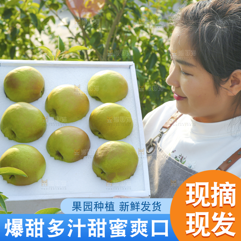 礼盒里的玉露香梨