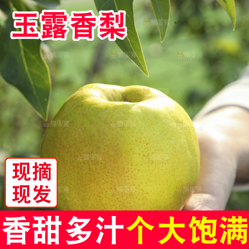 礼盒里的玉露香梨