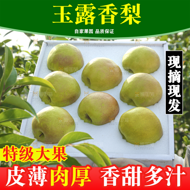 礼盒里的玉露香梨