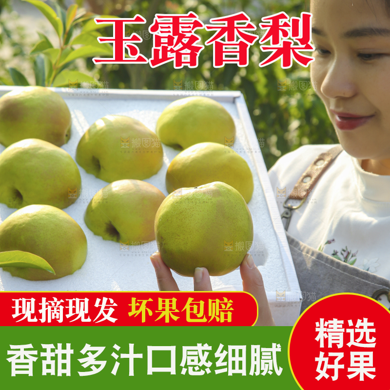 礼盒里的玉露香梨