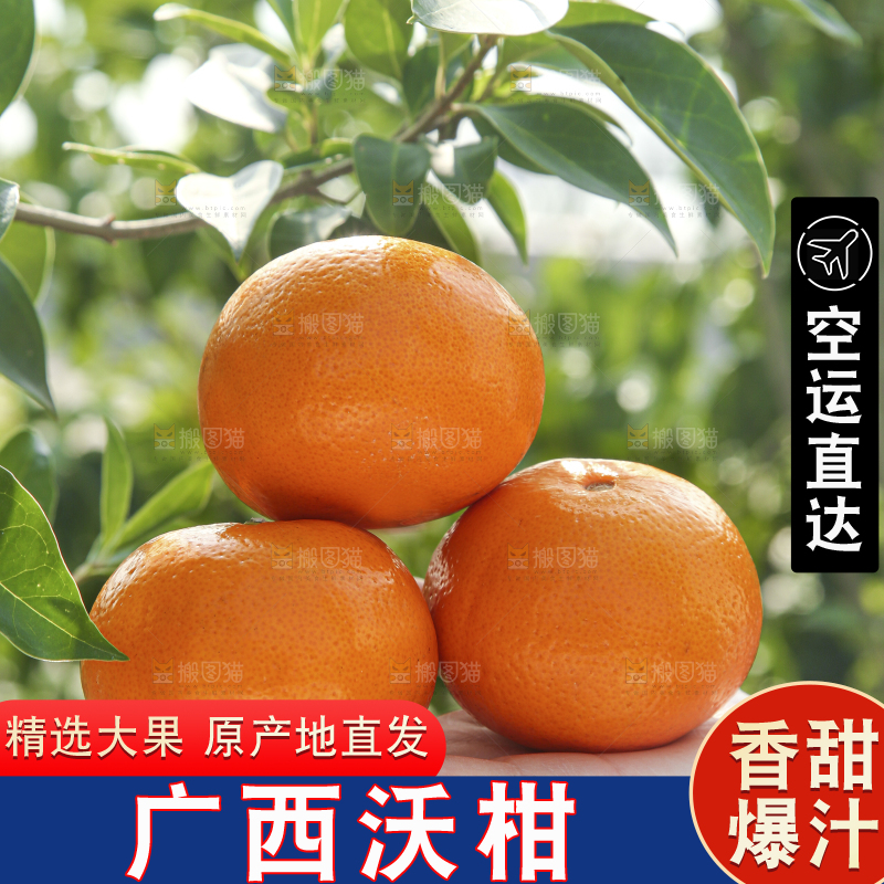 手里拿着沃柑