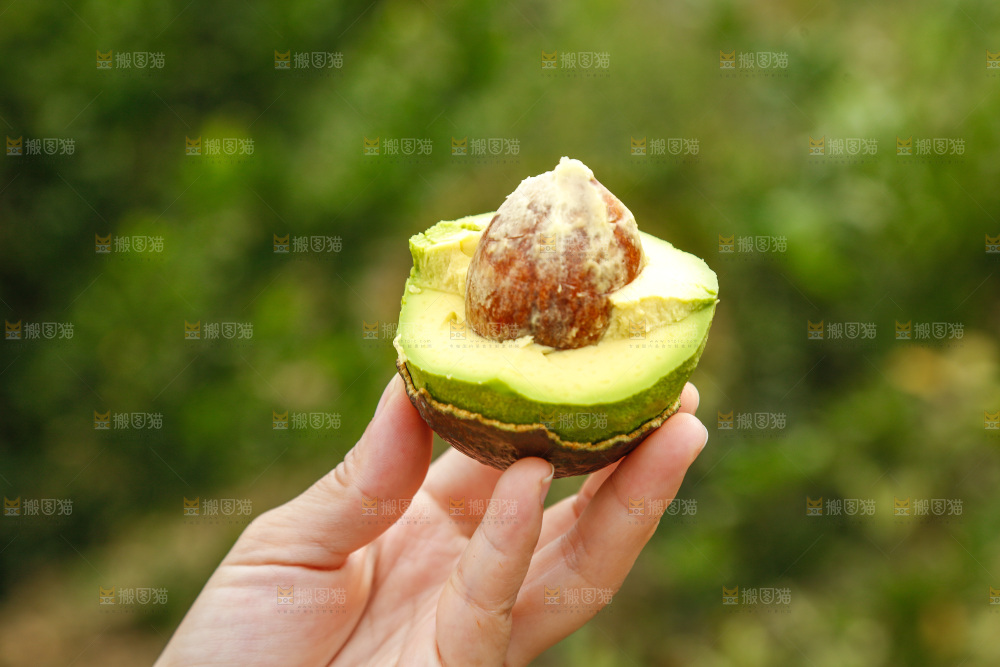 手里拿着个牛油果