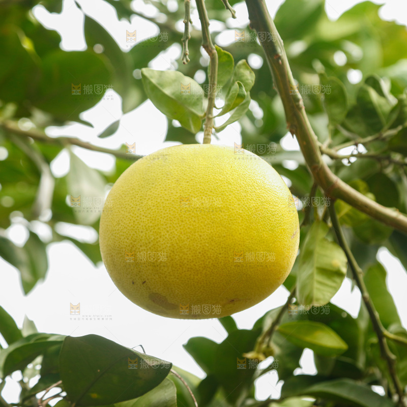 树上的柚子
