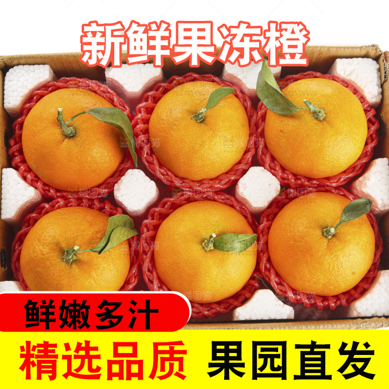 白底上的爱媛果冻橙