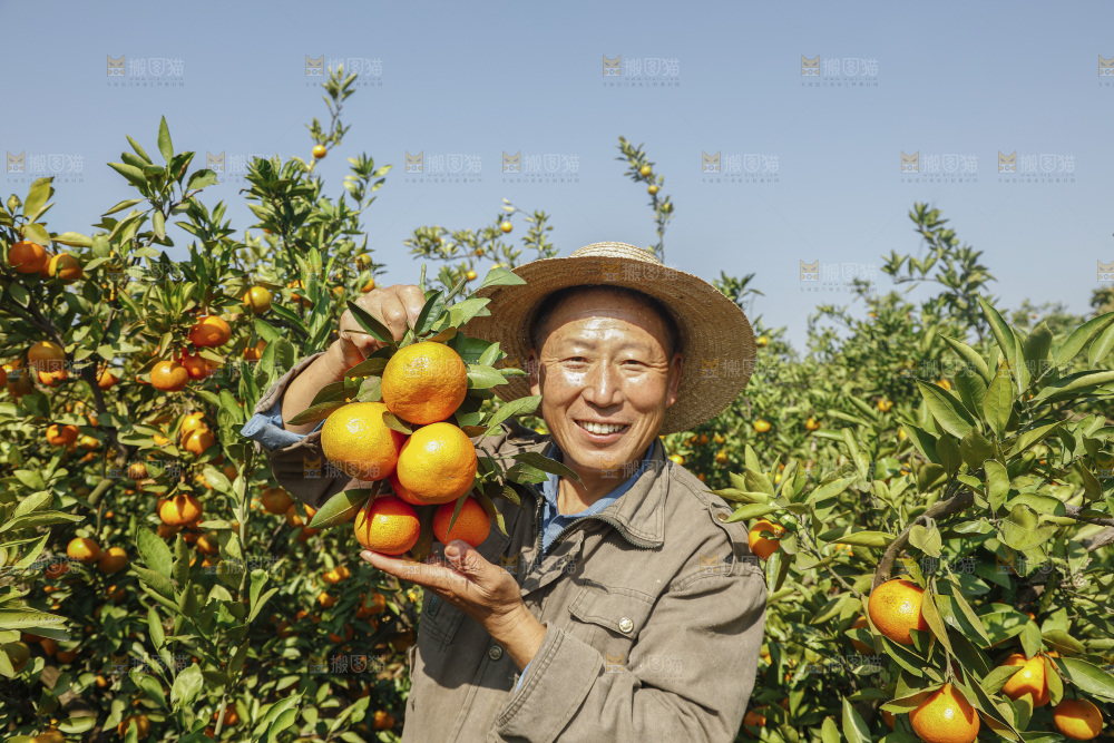 手里拿着新鲜蜜桔
