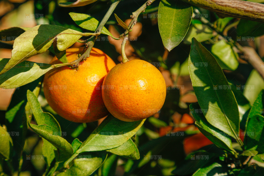 手里拿着新鲜蜜桔