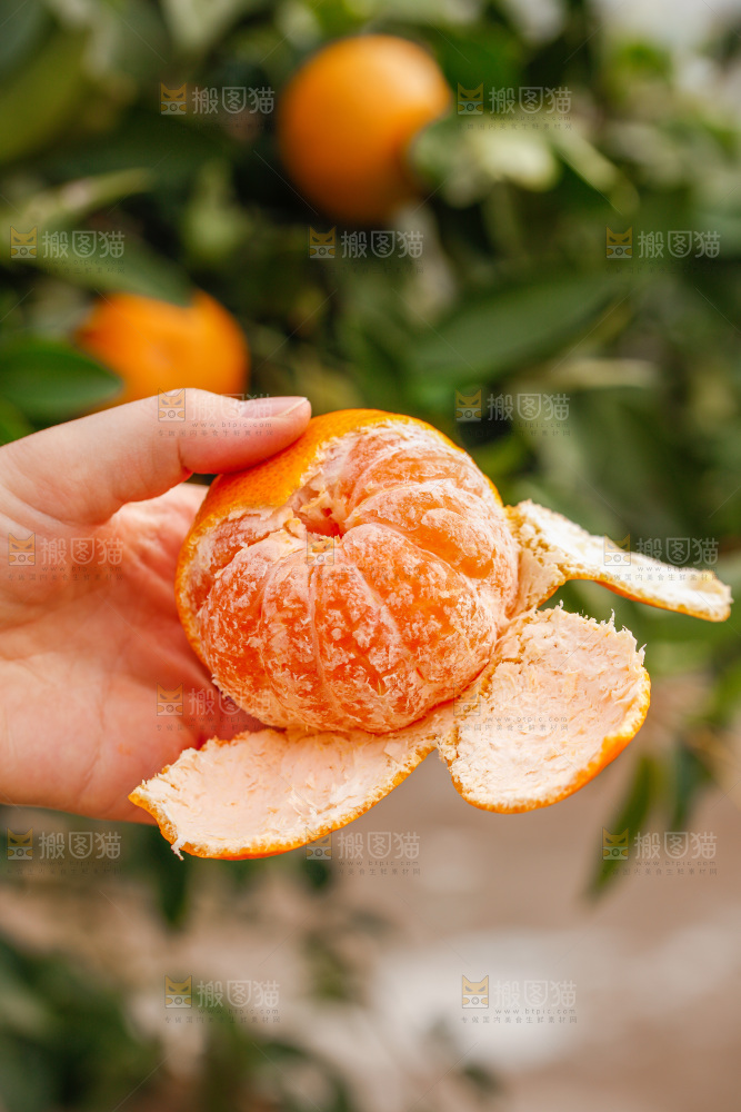 手里拿着涌泉蜜桔