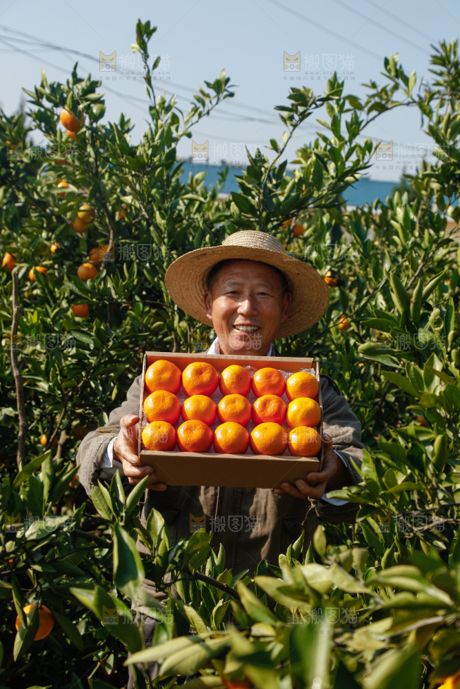 礼盒里的新鲜蜜桔