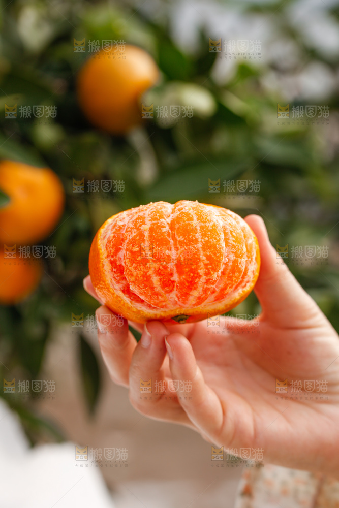 手里拿着涌泉蜜桔