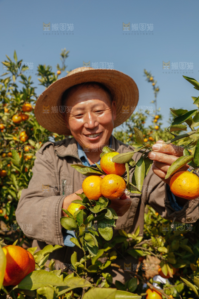 手里拿着新鲜蜜桔