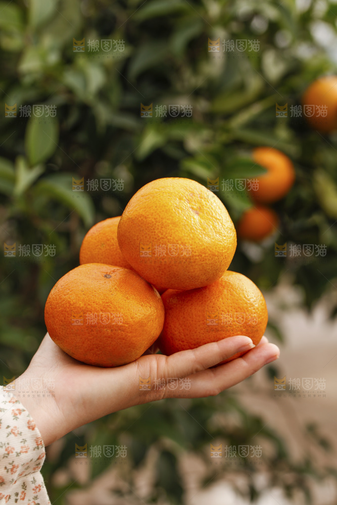 手里拿着涌泉蜜桔