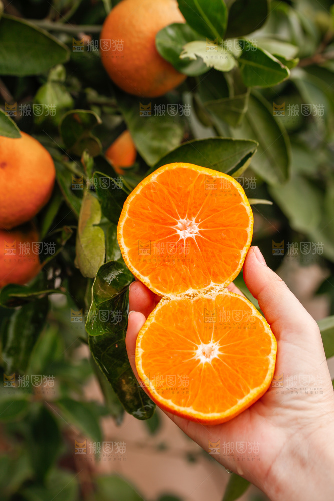 手里拿着涌泉蜜桔