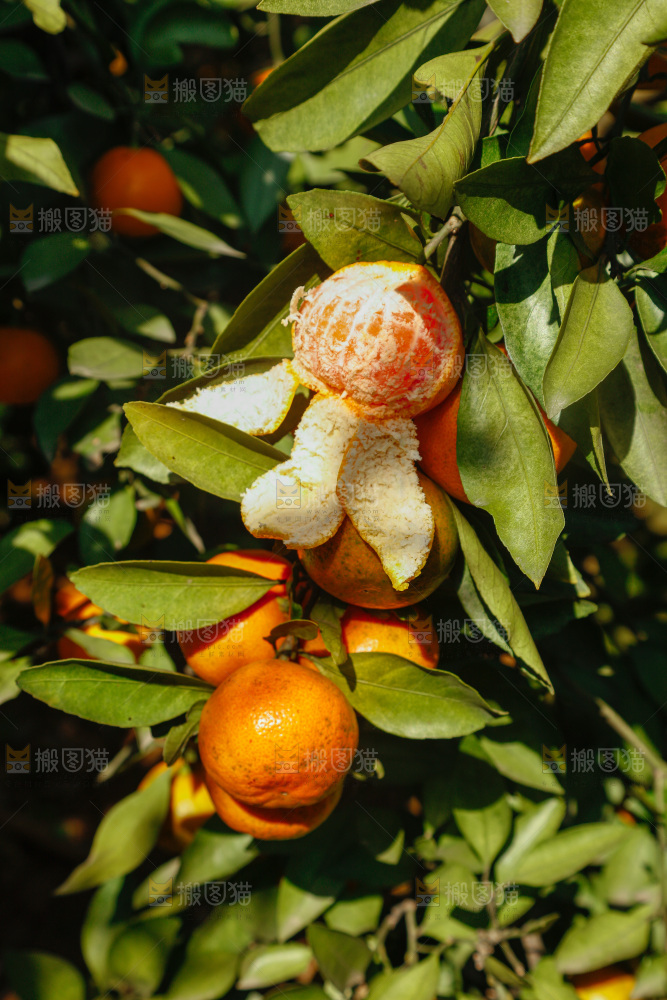 手里拿着新鲜蜜桔