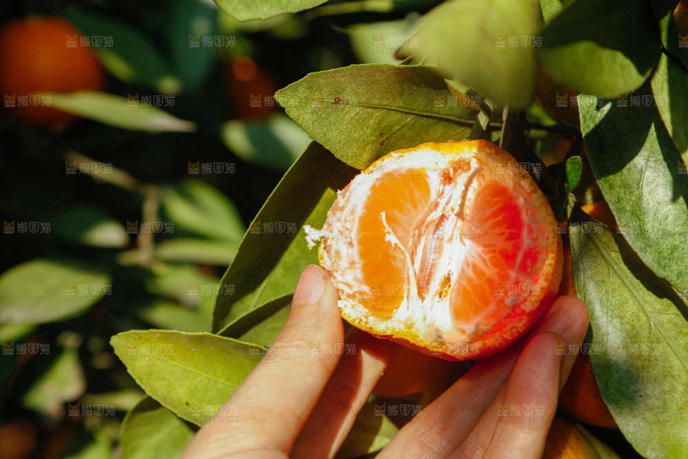 手里拿着新鲜蜜桔