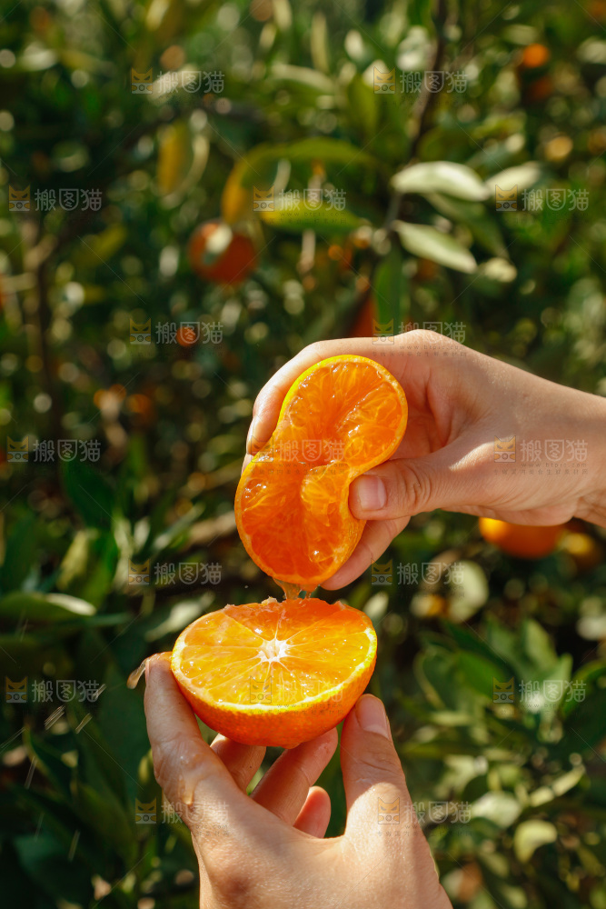 手里拿着新鲜蜜桔
