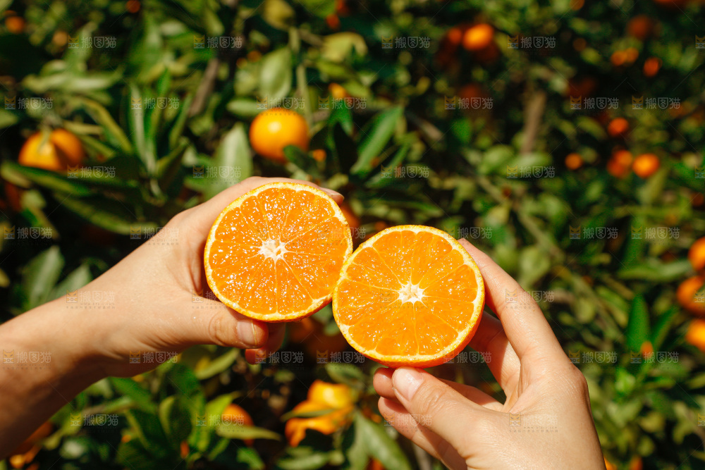 手里拿着新鲜蜜桔