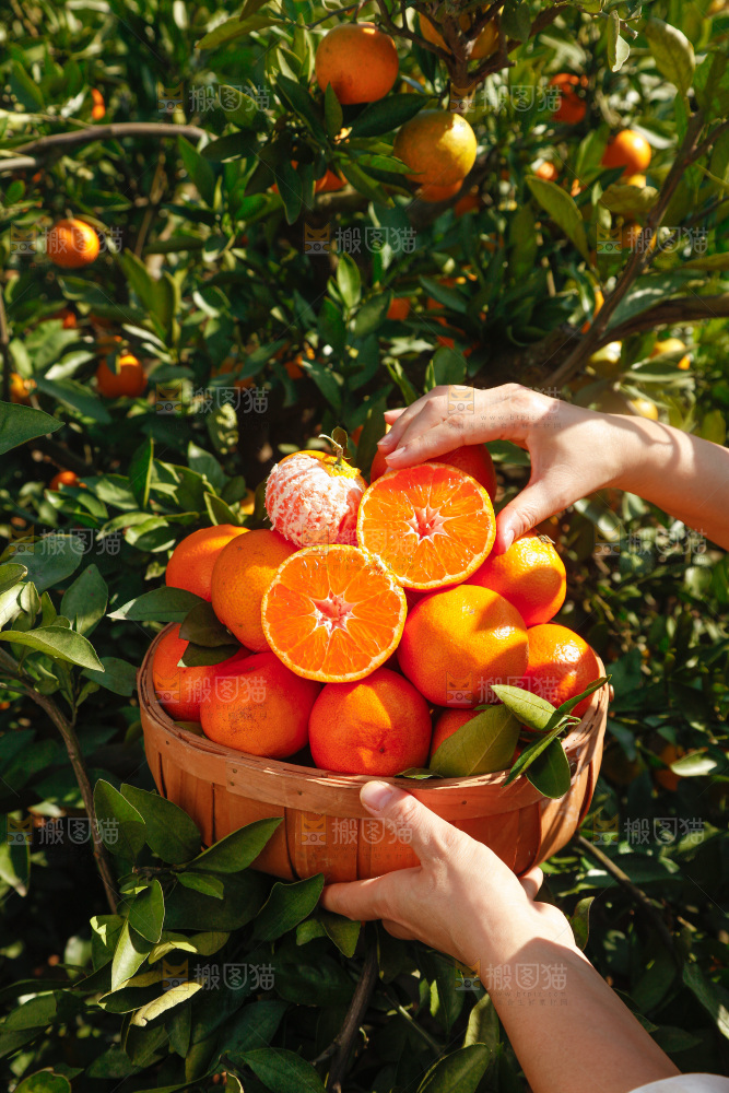 手里拿着新鲜蜜桔