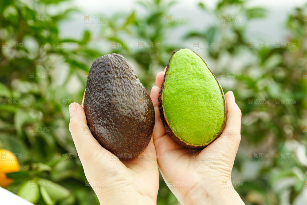 手里拿着巨无霸牛油果