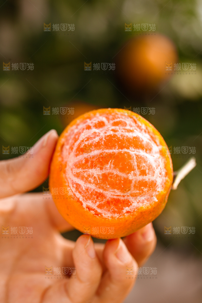 手里拿着涌泉蜜桔