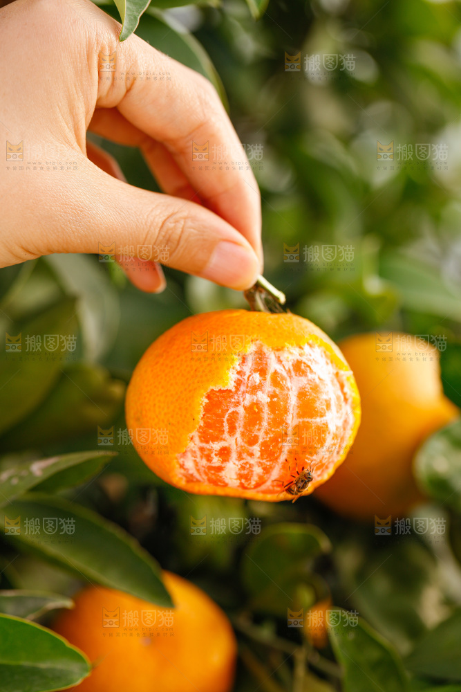 手里拿着涌泉蜜桔