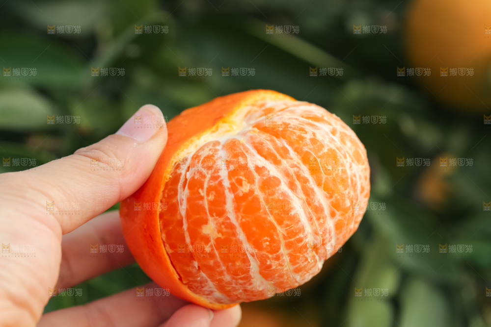 手里拿着新鲜沃柑